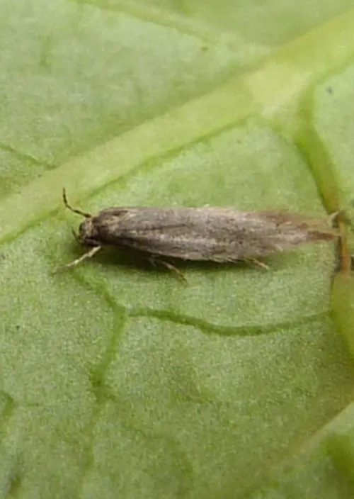 Elachista rufocinerea - photo 5
