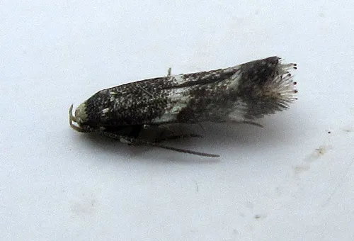 Elachista stabilella