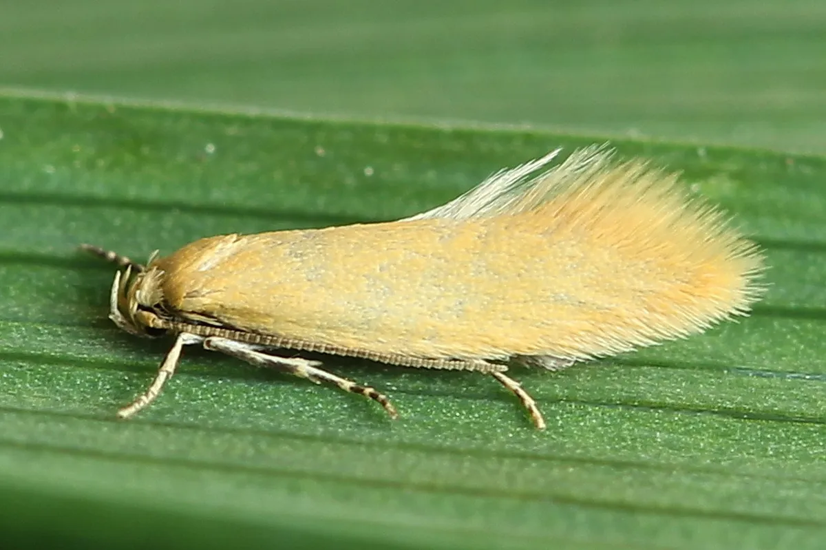 Elachista subalbidella - Hodges#1098.1 - Elachista subalbidella