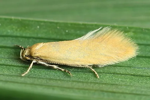 Elachista subalbidella - Hodges#1098.1 - photo 2