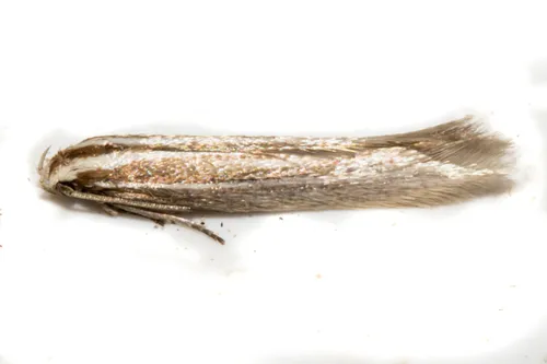 Elachista thallophora