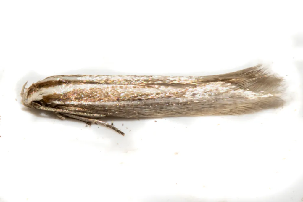 Elachista thallophora - photo 2