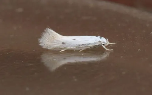 Elachista triatomea