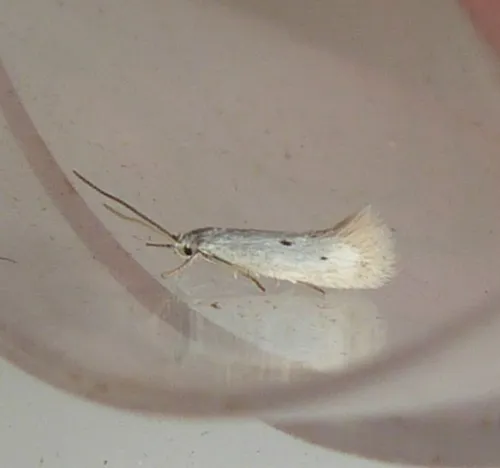 Elachista triatomea - photo 2