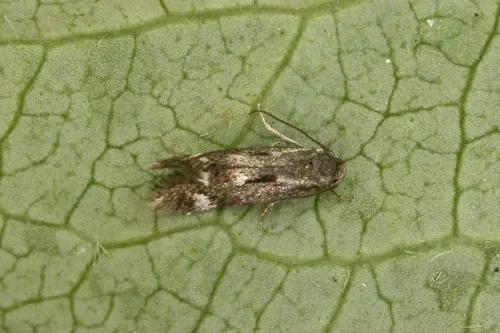 Elachista utonella - Elachista utonella