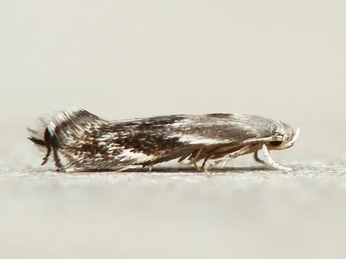 Grass Miner Moths - photo 2