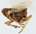 Elachodelphax bifida