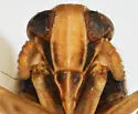 Elachodelphax bifida - photo 2