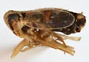 Elachodelphax bifida - photo 3