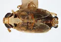Elachodelphax bifida - photo 4