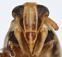 Elachodelphax bifida - photo 5