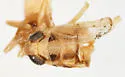 Elachodelphax coloradensis