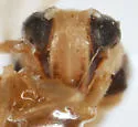 Elachodelphax coloradensis - photo 2