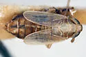Elachodelphax hochae - photo 2