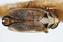Elachodelphax hochae - photo 5