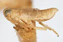 Elachodelphax indistinctus