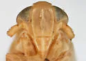 Elachodelphax indistinctus - photo 3