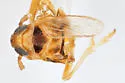Elachodelphax indistinctus - photo 5