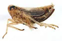 Elachodelphax mazama
