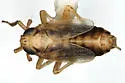 Elachodelphax mazama - photo 2