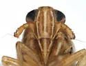 Elachodelphax mazama - photo 3