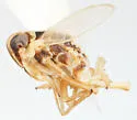 Elachodelphax paransera