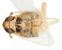 Elachodelphax paransera - photo 2