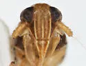 Elachodelphax paransera - photo 3