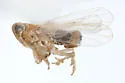 Elachodelphax paransera - photo 4