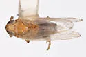 Elachodelphax paransera - photo 5