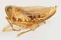 Elachodelphax pediforma