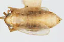 Elachodelphax pediforma - photo 2