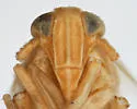 Elachodelphax pediforma - photo 3