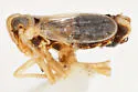 Elachodelphax pediforma - photo 4