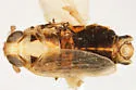 Elachodelphax pediforma - photo 5
