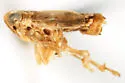 Elachodelphax peneparvula