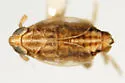 Elachodelphax peneparvula - photo 2