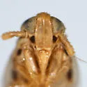 Elachodelphax peneparvula - photo 3