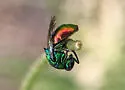 Elampus nitidus - photo 4