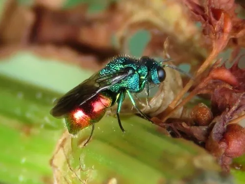 Elampus panzeri