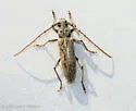 Elaphidion clavis