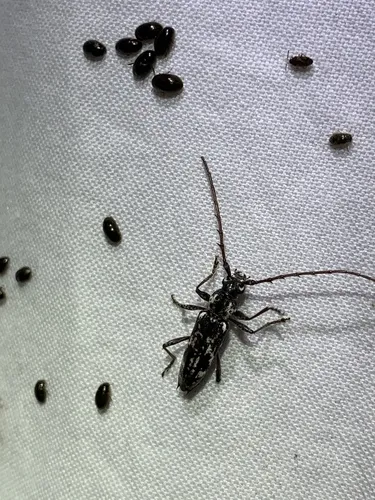 Elaphidion cryptum - photo 2