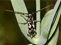 Elaphidion irroratum - photo 2