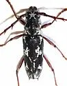 Elaphidion irroratum - photo 3