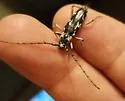 Elaphidion irroratum - photo 4