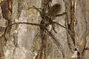Elaphidion linsleyi