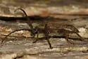 Elaphidion linsleyi - photo 2