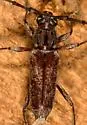 Elaphidion linsleyi - photo 3