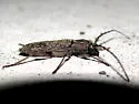 Elaphidion linsleyi - photo 4
