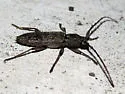 Elaphidion linsleyi - photo 5